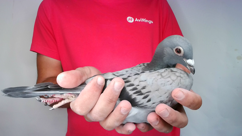 Pigeon image