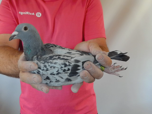 Pigeon image