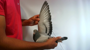 Pigeon image