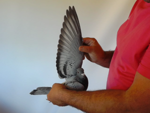 Pigeon image