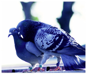 Pigeon image