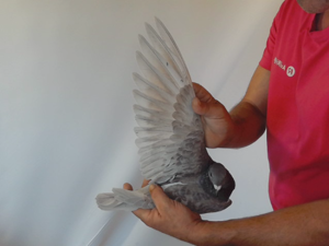 Pigeon image