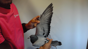 Pigeon image