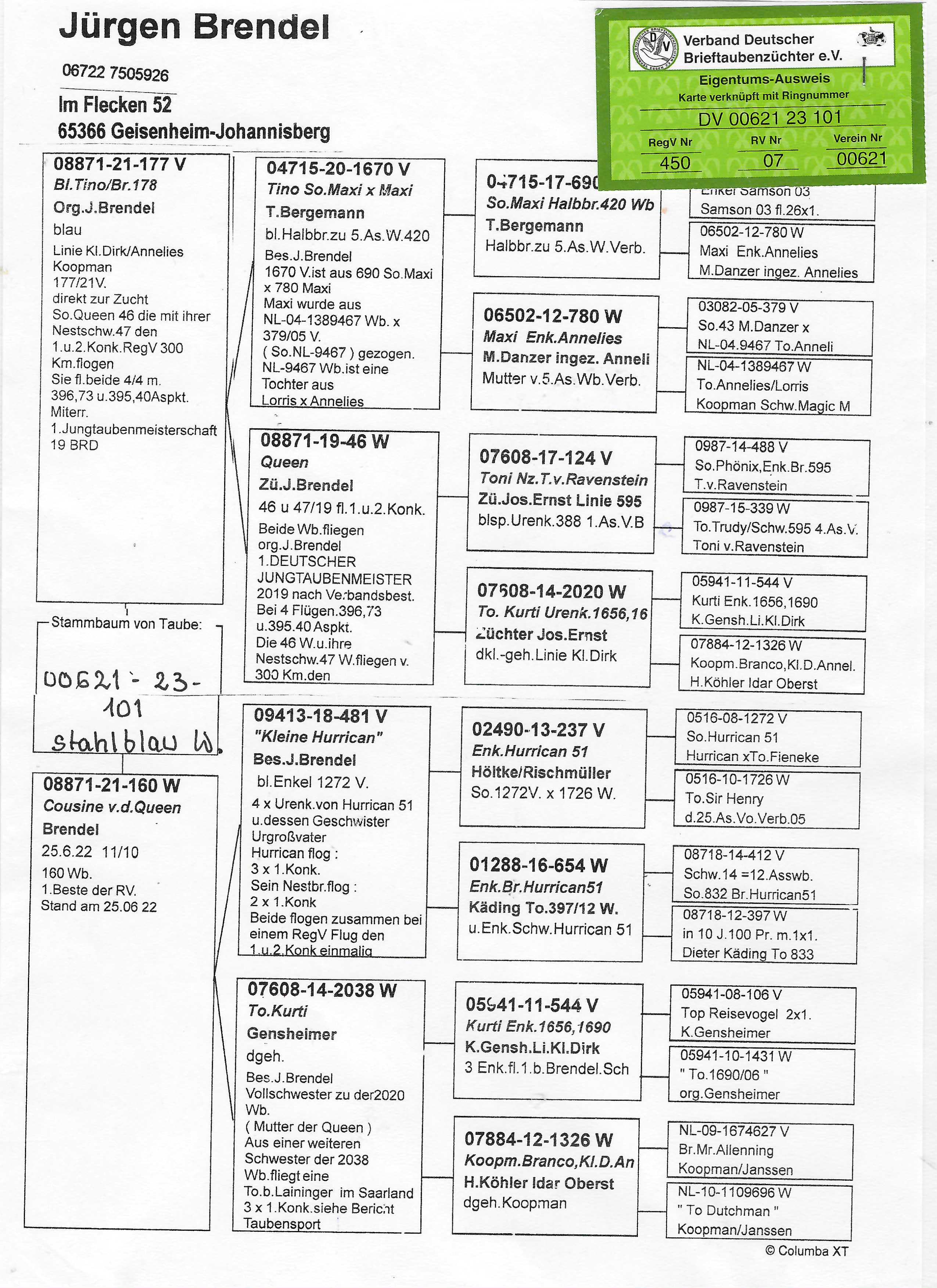 Pigeon pedigree image