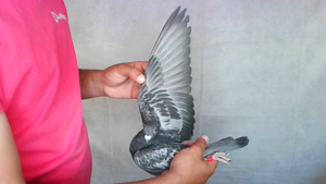 Pigeon image