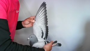 Pigeon image