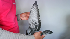 Pigeon image