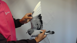 Pigeon image