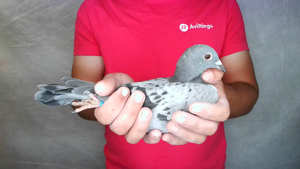 Pigeon image