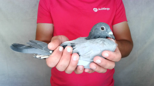 Pigeon image