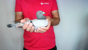 Pigeon image