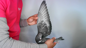 Pigeon image