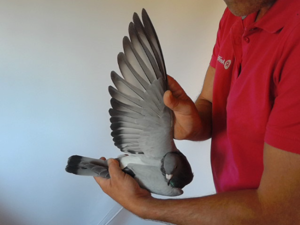 Pigeon image