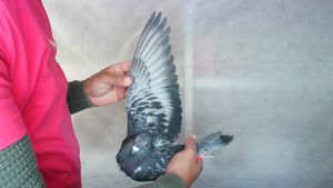 Pigeon image