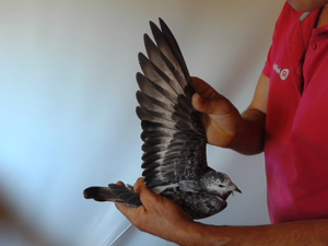 Pigeon image