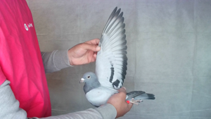 Pigeon image