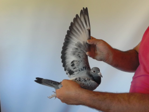 Pigeon image