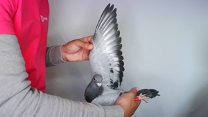 Pigeon image