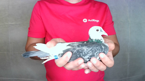 Pigeon image