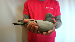 Pigeon image