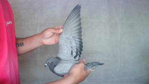 Pigeon image