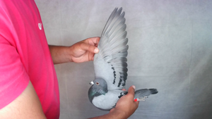 Pigeon image