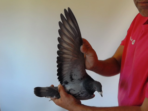 Pigeon image