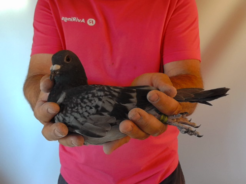 Pigeon image