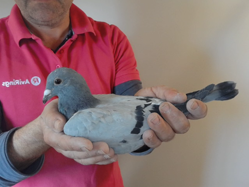 Pigeon image