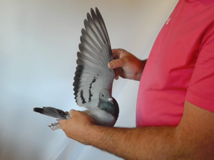 Pigeon image