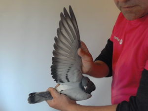 Pigeon image