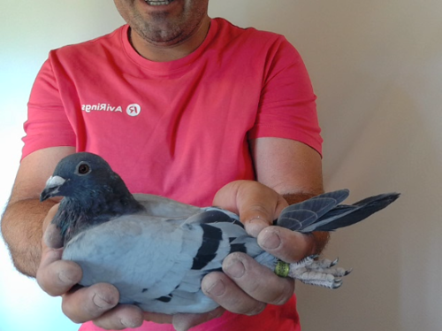 Pigeon image