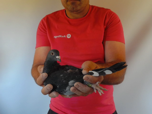 Pigeon image