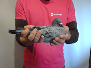 Pigeon image