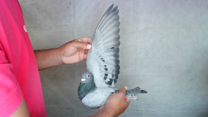 Pigeon image