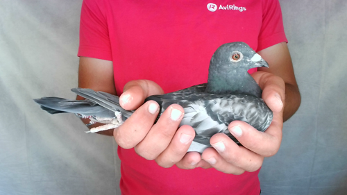 Pigeon image