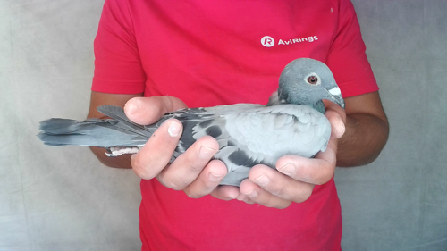 Pigeon image