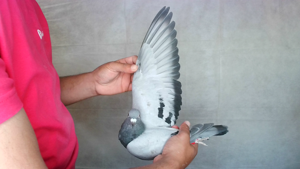 Pigeon image