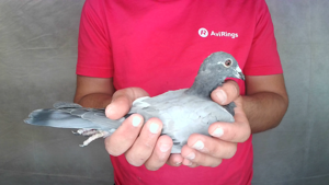 Pigeon image