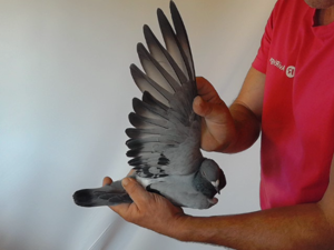 Pigeon image