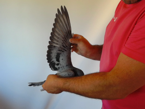 Pigeon image