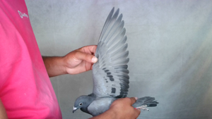 Pigeon image