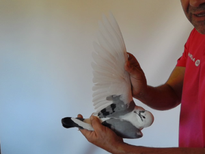 Pigeon image