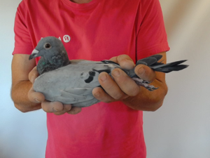 Pigeon image
