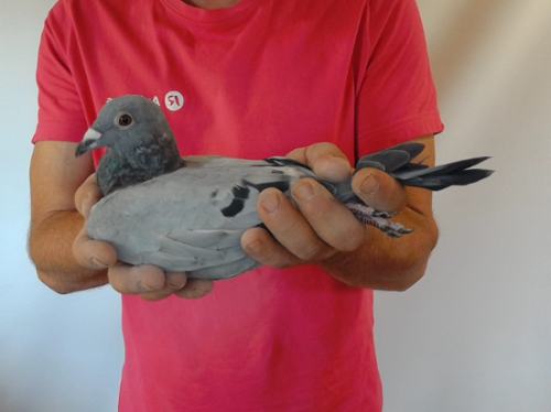 Pigeon image