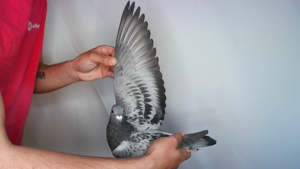Pigeon image