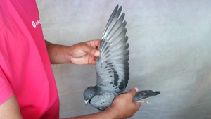 Pigeon image