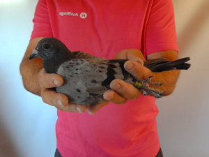 Pigeon image