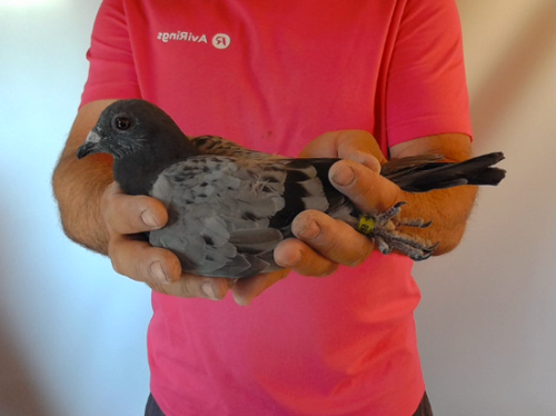 Pigeon image