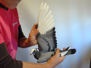 Pigeon image